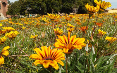 Green is the New Brown