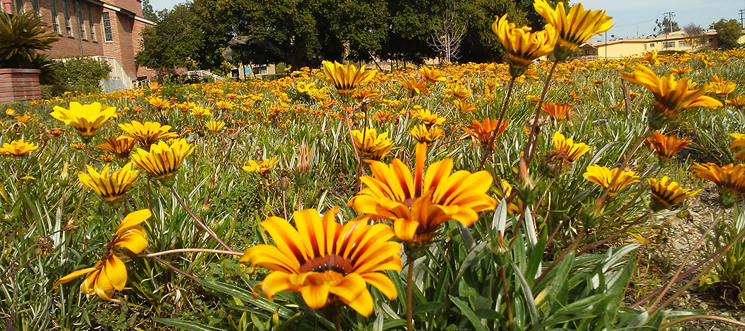 Green is the New Brown