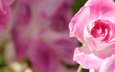 Finding the Silver Lining