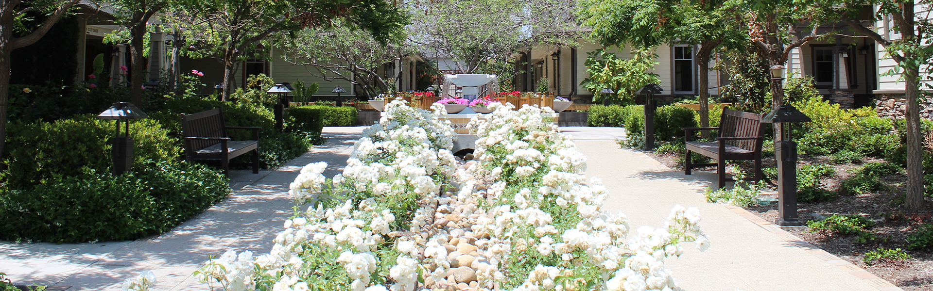 Grounds of Santa Teresita, two rows of white flowers surrounding a dry water path. Greenery provides shade on walking paths.